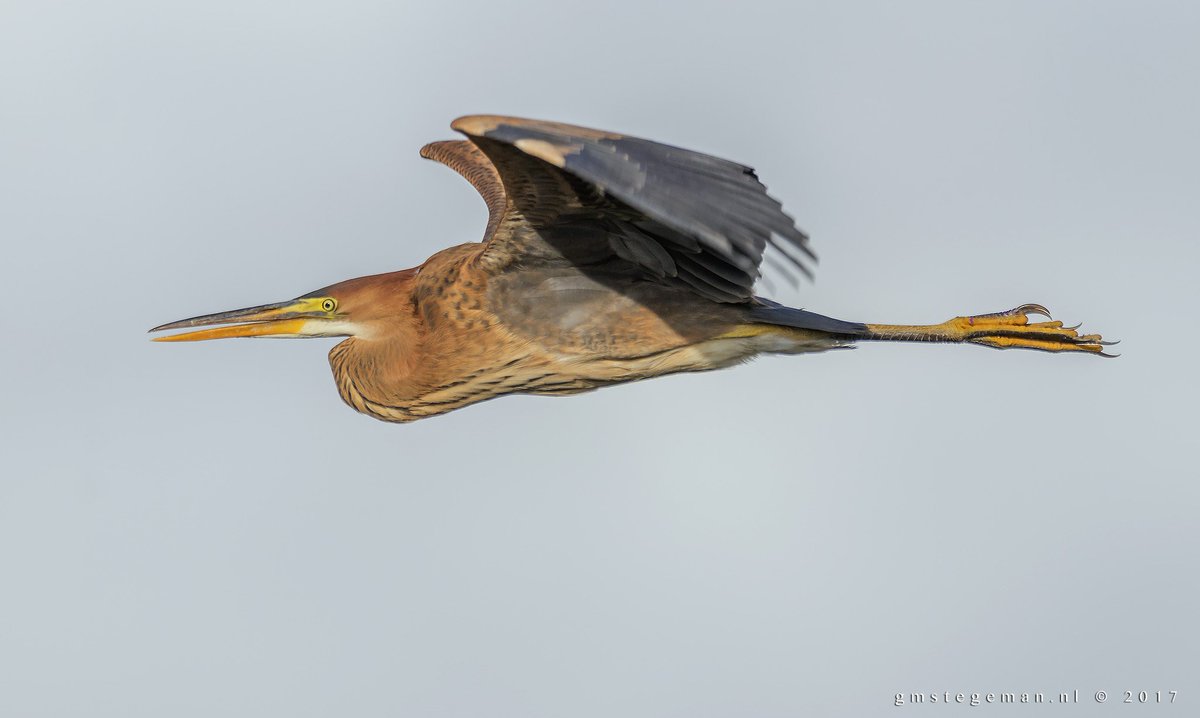 gmstegeman's tweet photo. Purperreiger #purperreiger #auken #Giethoorn https://t.co/7mx0jGwxfH