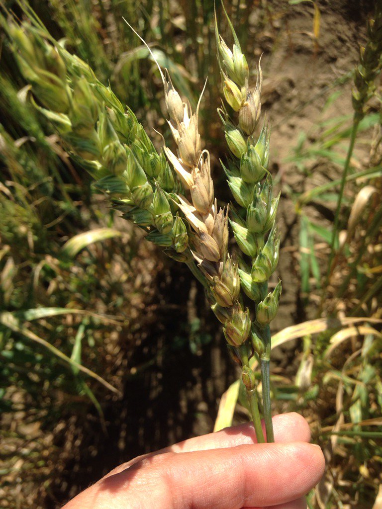 Spring FHB nursery. Today at ERS. <a href="/WheatBreeding/">UofG Wheat Breeding</a> <a href="/NavabiAlireza/">Alireza Navabi</a>