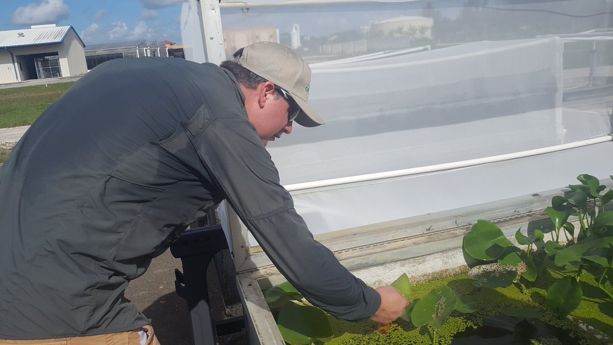 c_minteer's tweet photo. It is bring your husband and kid to work day. Investigating potential indirect effects of biocontrol w/ the USDA. #minteerlab #iprl #ufbugs https://t.co/9bZ7Gf03vd