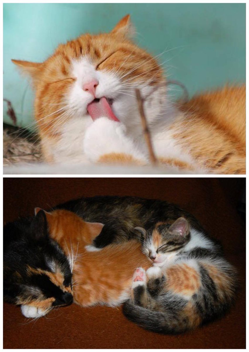 mkcatrescue's tweet photo. **URGENT APPEAL FOR FOSTERER'S** - to find out more please visit https://t.co/MLybSFISJC #rescuecats #fostering https://t.co/fjD9j3Cb3z