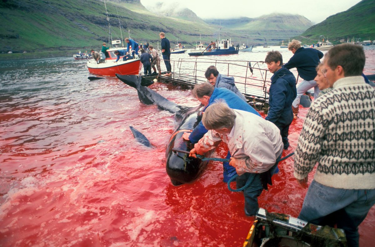 lynxlynx123's tweet photo. Killing knives used
#Faroese brutes
#PilotWhale fright
#Grindadrap delight
#EndTheGrind #OpBloodyFjords 
https://t.co/NxeGMY9F84