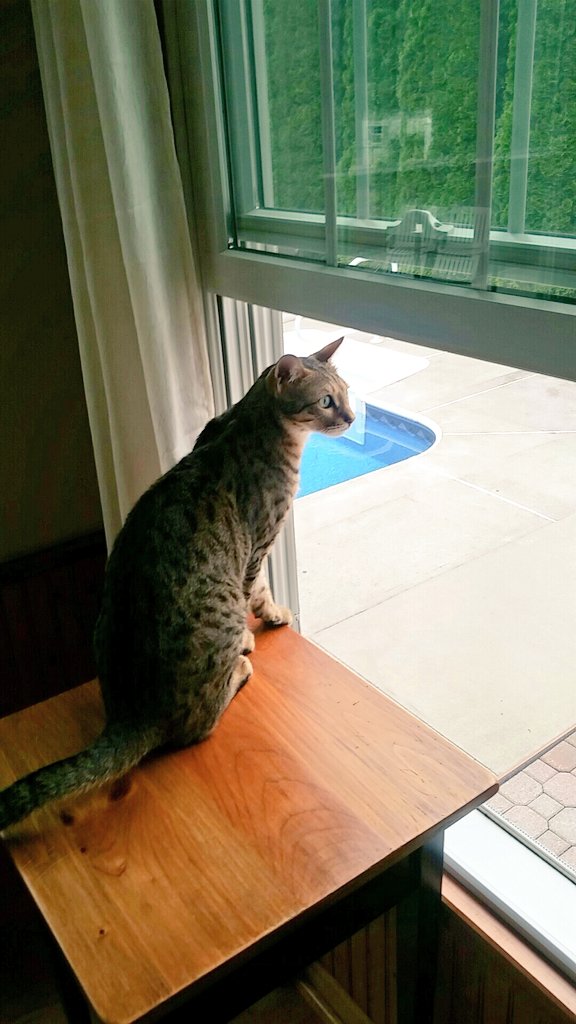 Harvey_Bengal's tweet photo. Meow my does not like when daddy goes outside without meow! #bengalcat #letmeout #catinawindow #catsoftwitter 😻❤🐆🐅🐯💛 https://t.co/dJlWXvvwkn