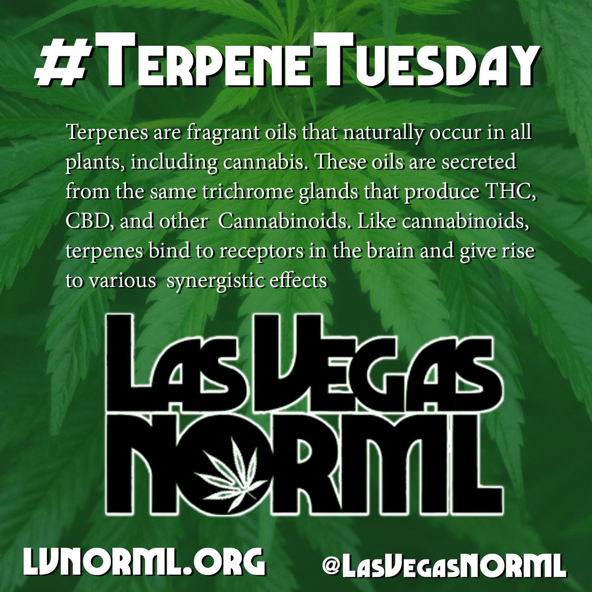 LasVegasNORML's tweet photo. Happy #TerpeneTuesday #LasVegas! Make sure you follow us to get fun &amp; educational facts about #MMJ in Nevada and Las Vegas! #MMJNV #LVNORML https://t.co/haTIgrRaBf
