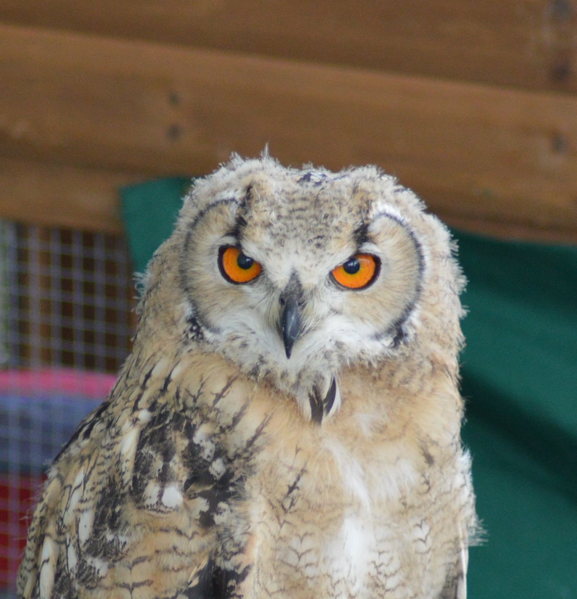 EmyrPhillips1's tweet photo. What are you looking at ?! #RWS17 #RoyalWelshShow @royalwelshshow https://t.co/7BZA2G1cfM