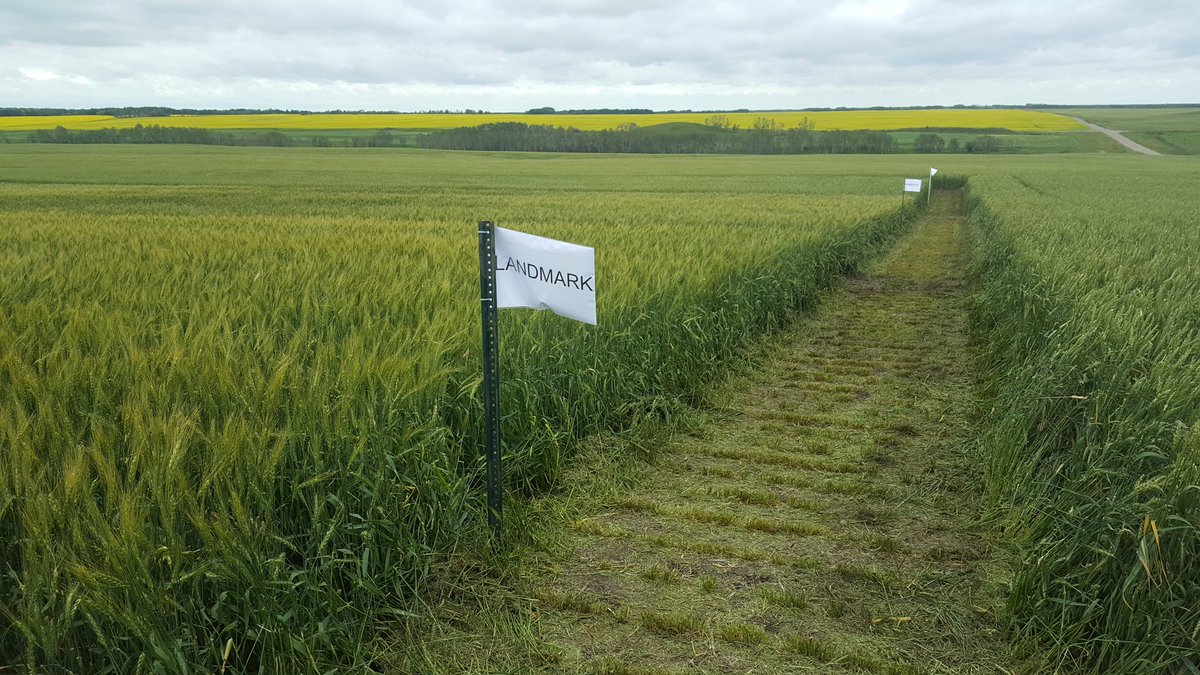 FerndaleSeeds's tweet photo. #cdcLandmark gearing up to show off at this Thursday's field tour and customer appreciation. Come check it out if you can @FerndaleSeeds https://t.co/qpSXD9db3d