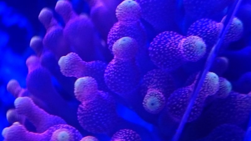 ComCorals tweet picture