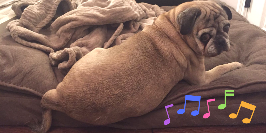 Pepe_le_Pug's tweet photo. What's that I hear? Sounds like my fav Canadian song: Life is a Highway! #YLM15 #YMCALocalMOTION https://t.co/TxrpBHl4ZP
