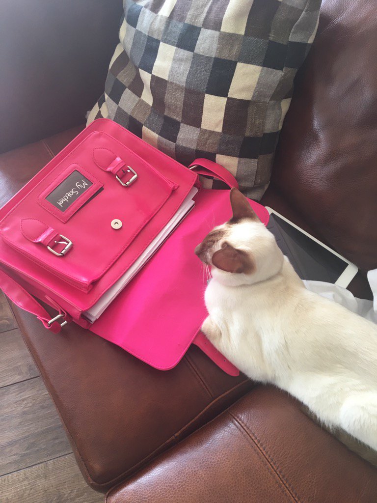 Diablo_Siamese's tweet photo. Just checking this bag before the young human leaves!! #doingsecurity #diablosiamese #whatsinthebag #HandsomeDevil https://t.co/WTHJ7Cdfrj