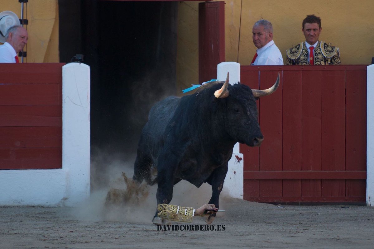 morenodesilva's tweet photo. No cabe duda que Ceret es una plaza exigente por su afición al Toro con Trapio Siempre recomiendo al aficionado ver su Feria impresiona https://t.co/hlnJ4CMuZU