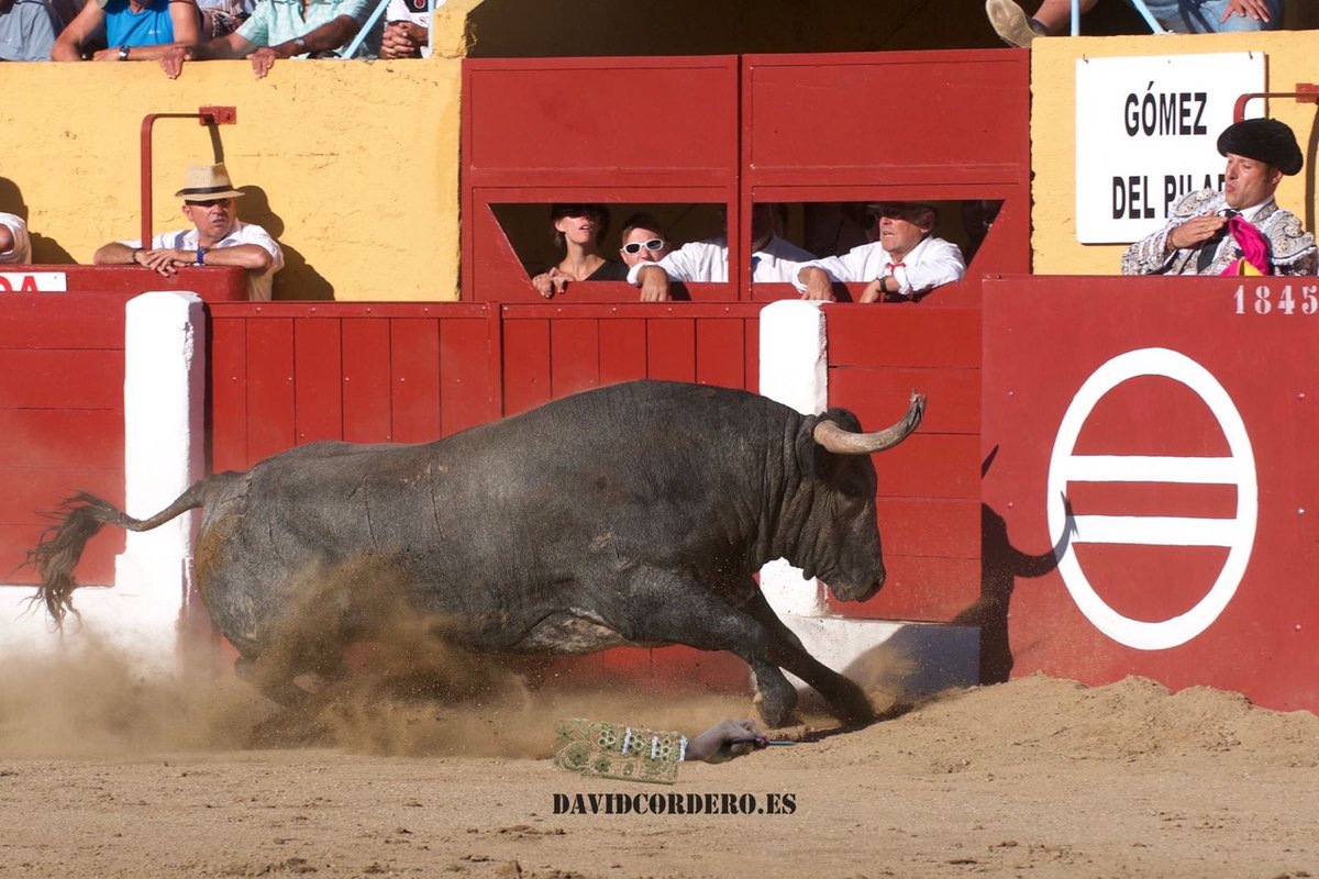 morenodesilva's tweet photo. No cabe duda que Ceret es una plaza exigente por su afición al Toro con Trapio Siempre recomiendo al aficionado ver su Feria impresiona https://t.co/hlnJ4CMuZU