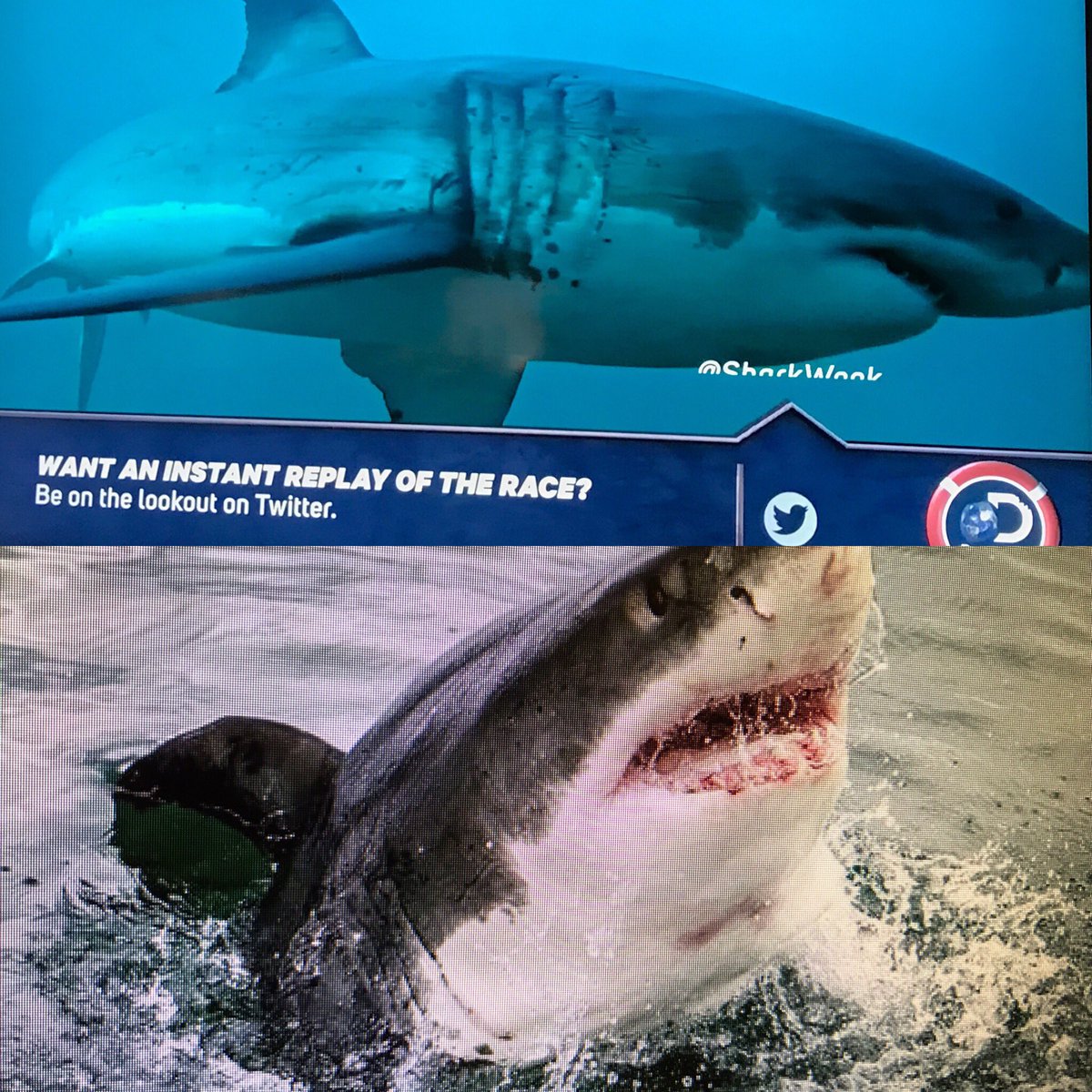 HelenTheShark's tweet photo. Did you see this on the @SharkWeek @MichaelPhelps Race filmed in #MosselBay? It's ME! Top pic is from the show, bottom is me! #SharkWeek https://t.co/8YjLZhLb5x