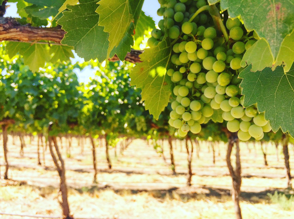 Nibbles_Bevi's tweet photo. Vines and sunshine #washingtonwine #nibsnbevi #vines https://t.co/7nXWui2MCa