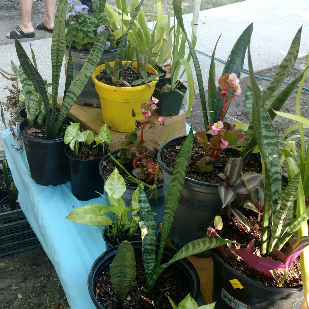 HburgMarket's tweet image. Vendor of the Week: Faye and Gary Danielson.They sells all different kinds of things like cookies, jams, salsa, pickles, live plants, &amp;amp; more