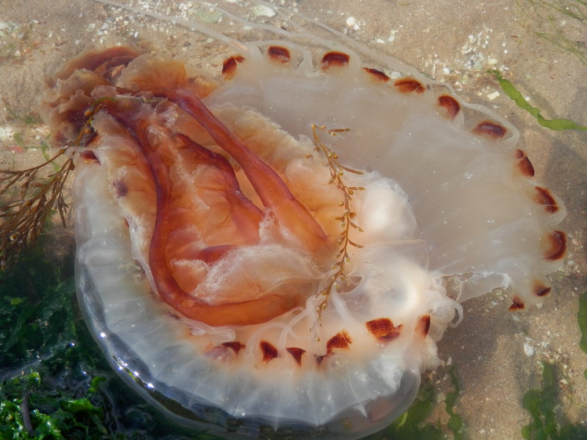 annysqu's tweet image. A beautiful compass jellyfish which seems to have lost its way this evening #westbrook #coastal #thanet
