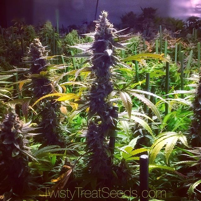 GuamHemp's tweet photo. We love the big goods! https://t.co/4sY2YHU5BJ