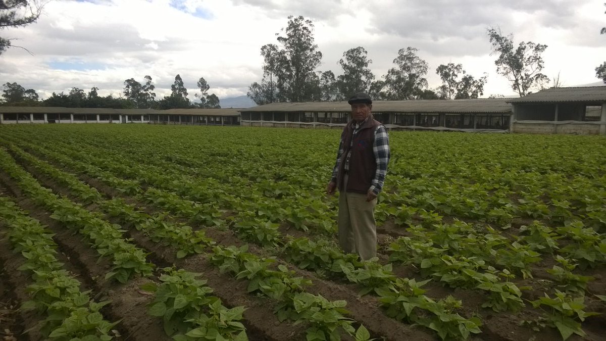 Agricultura_CZ2's tweet photo. #InfoMAG Asesoramiento en control fitosanitario y nutrición en cultivo de fréjol y tomate riñón con productores de #Pumbo #AgriculturaCrece https://t.co/QJvmGFzEQR
