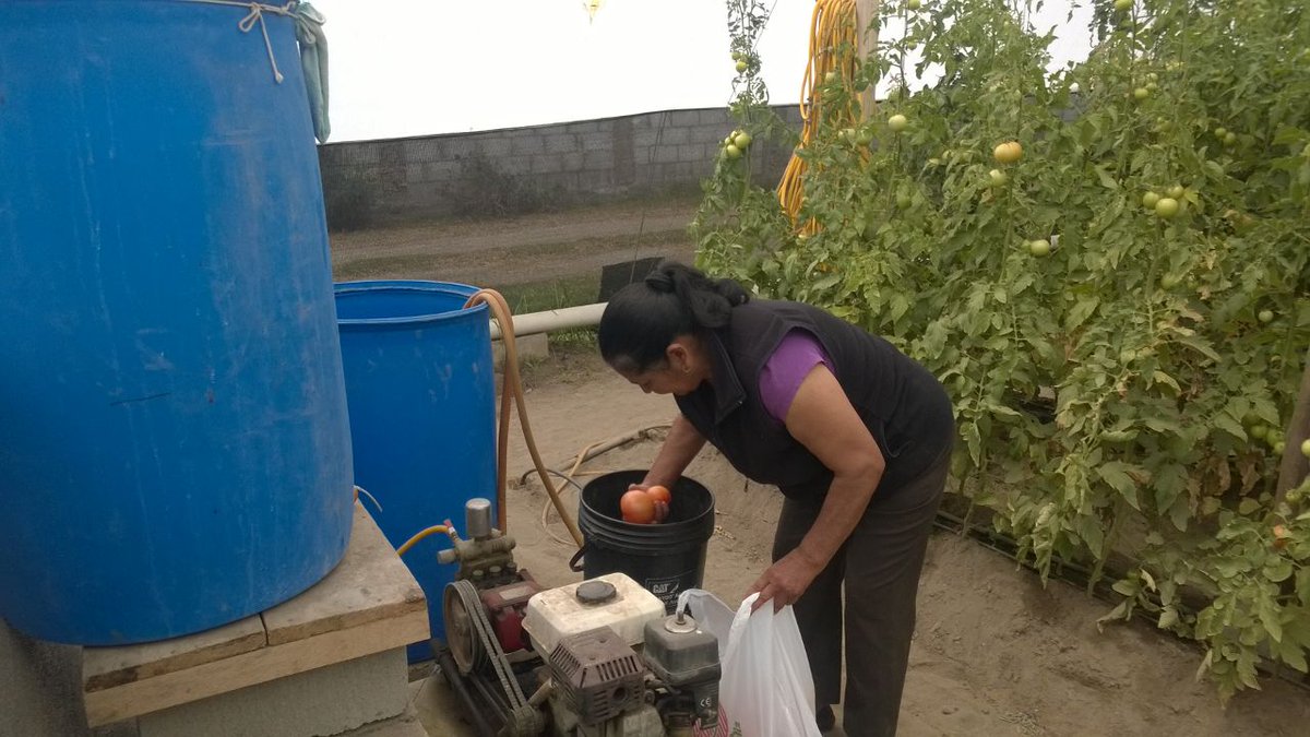 Agricultura_CZ2's tweet photo. #InfoMAG Asesoramiento en control fitosanitario y nutrición en cultivo de fréjol y tomate riñón con productores de #Pumbo #AgriculturaCrece https://t.co/QJvmGFzEQR