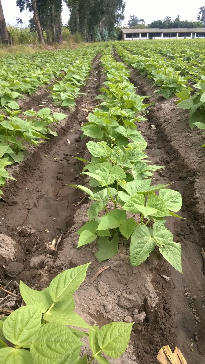 Agricultura_CZ2's tweet photo. #InfoMAG Asesoramiento en control fitosanitario y nutrición en cultivo de fréjol y tomate riñón con productores de #Pumbo #AgriculturaCrece https://t.co/QJvmGFzEQR