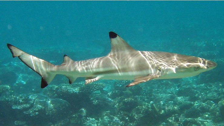 OceanLeadership's tweet photo. New England has a #SharkVortex, but did you know ~12000 blacktip #sharks migrate to winter in FL water? #SharkWeek https://t.co/w2Is7rGPOq https://t.co/u4qF1HuXJJ