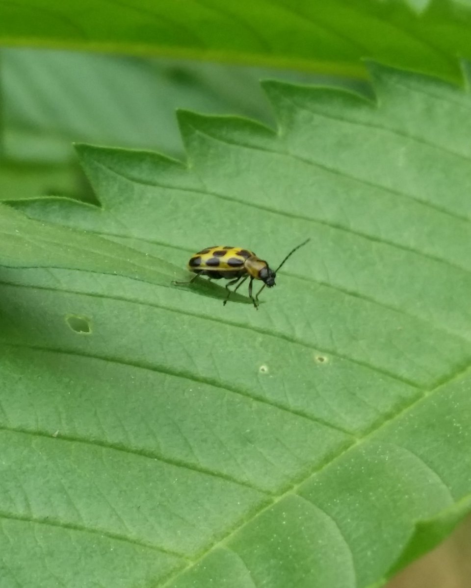 HumVacChambers's tweet image. Live on the edge #humboldtvacuumchambers #humboldtcounty #TuesdayThoughts#Legalization #CannabisCommunity #Marijuanastocks#preppers#thc