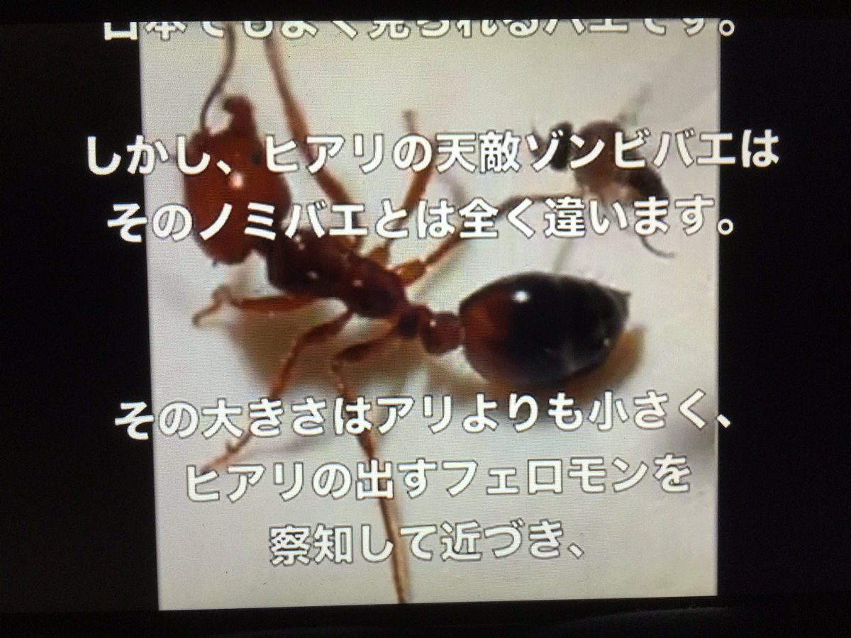 Fireant Jp ヒアリ情報を分析 可視化