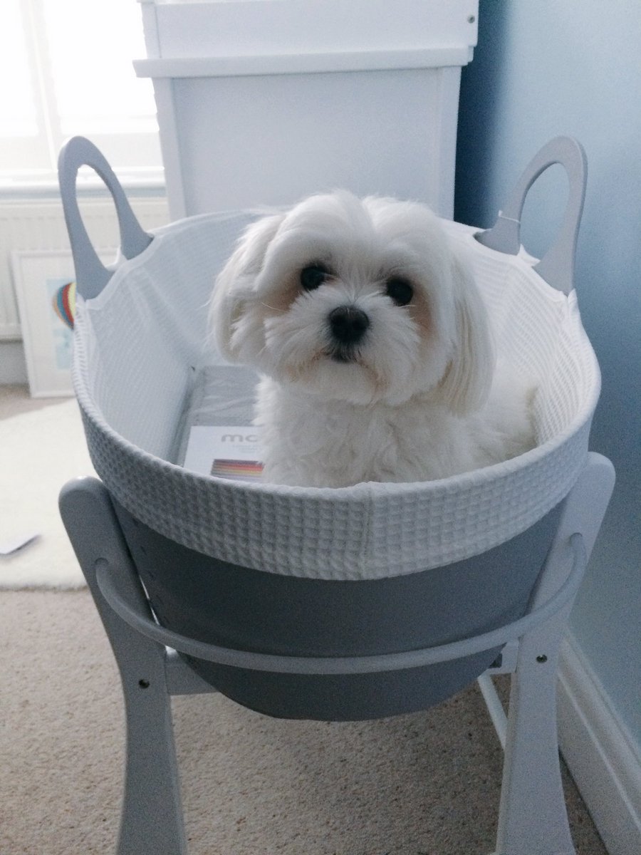 Audrey The Maltese (@MalteseThe) / Posts / X