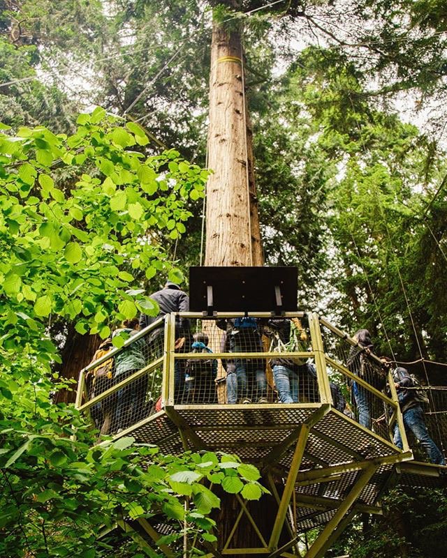 ubctreewalk's tweet photo. Hoping everyone’s enjoying the sunshine today ☀️come visit us for an adventure, we’re open til 4pm #Vancity #summer #adventure #ubctreewalk https://t.co/60JmQnyFev