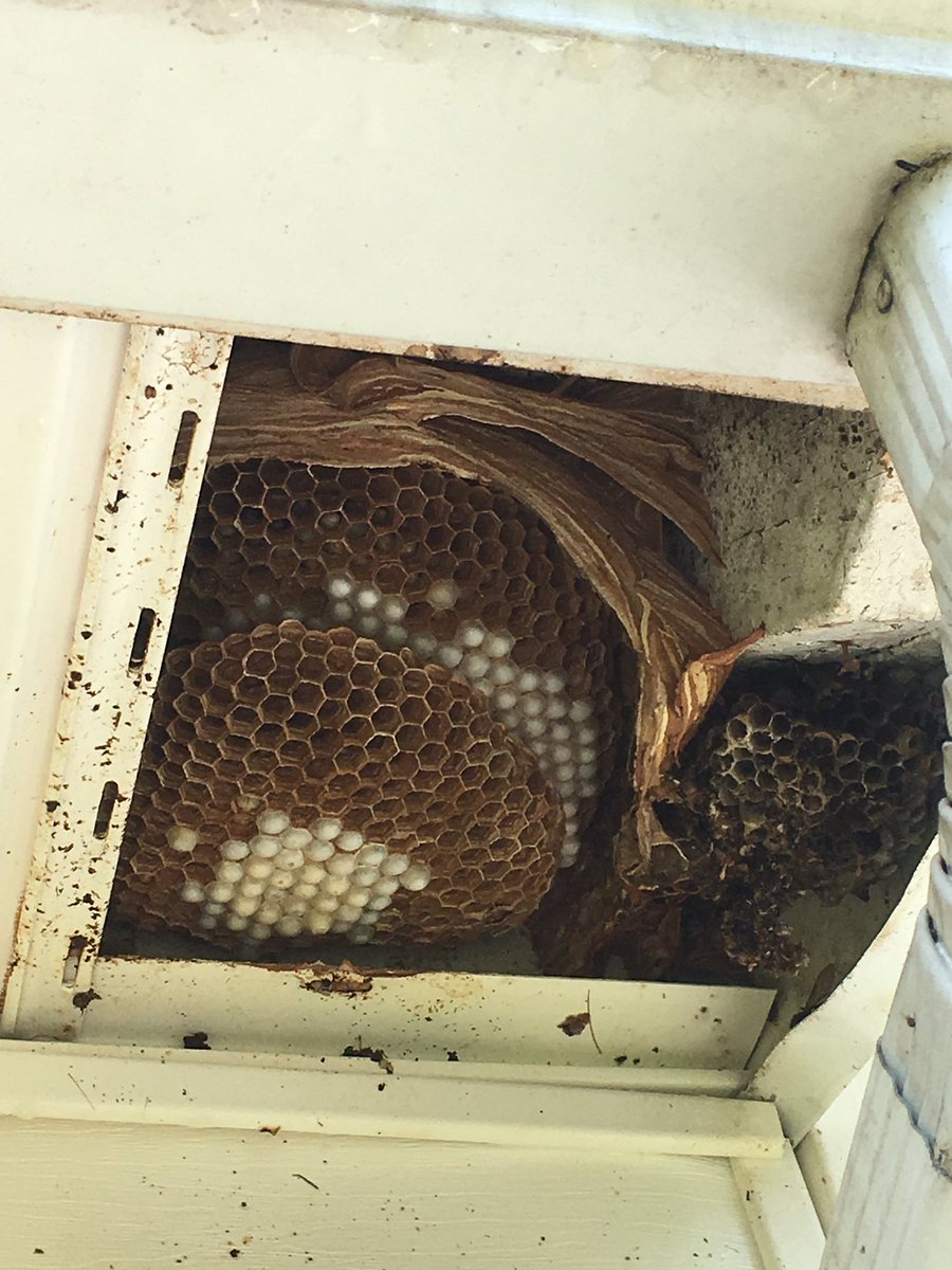 gabeeremoval's tweet photo. It's that time of the year, we're working in Ellijay today removing a European hornet's nest. https://t.co/eGioKEPud4