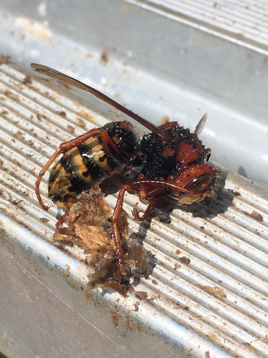 gabeeremoval's tweet photo. It's that time of the year, we're working in Ellijay today removing a European hornet's nest. https://t.co/eGioKEPud4