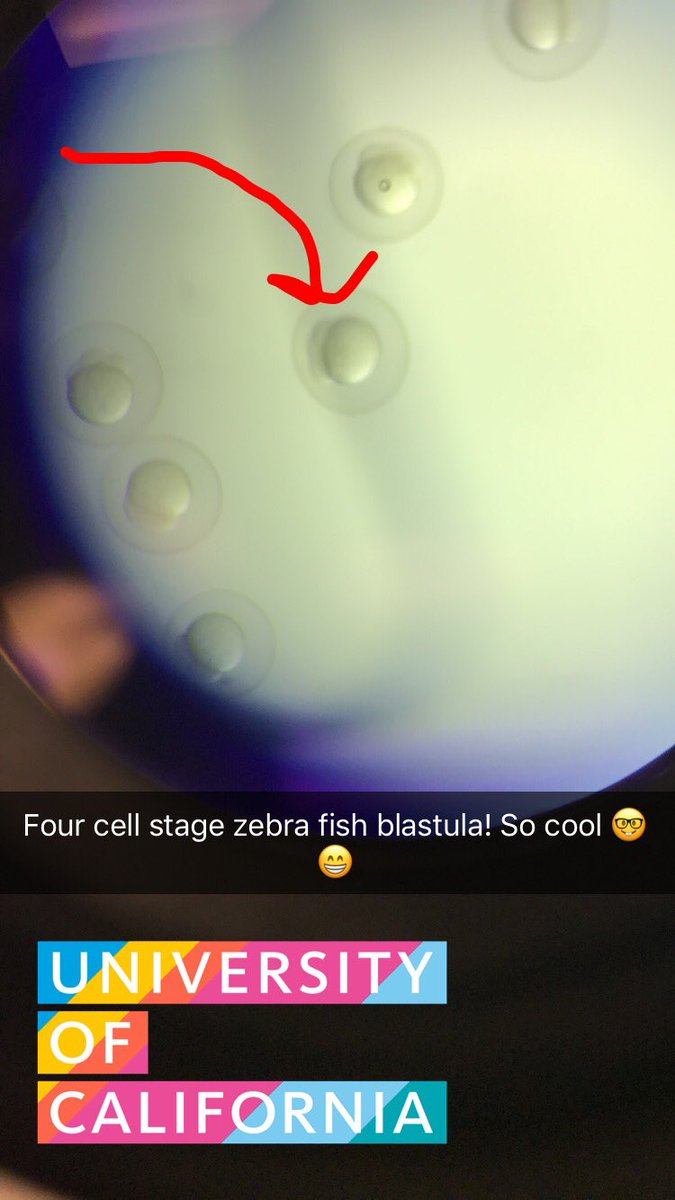 armandoo2013's tweet photo. Geeking out over this four cell gastrula #GeneticEngineer https://t.co/isQFje8v1o