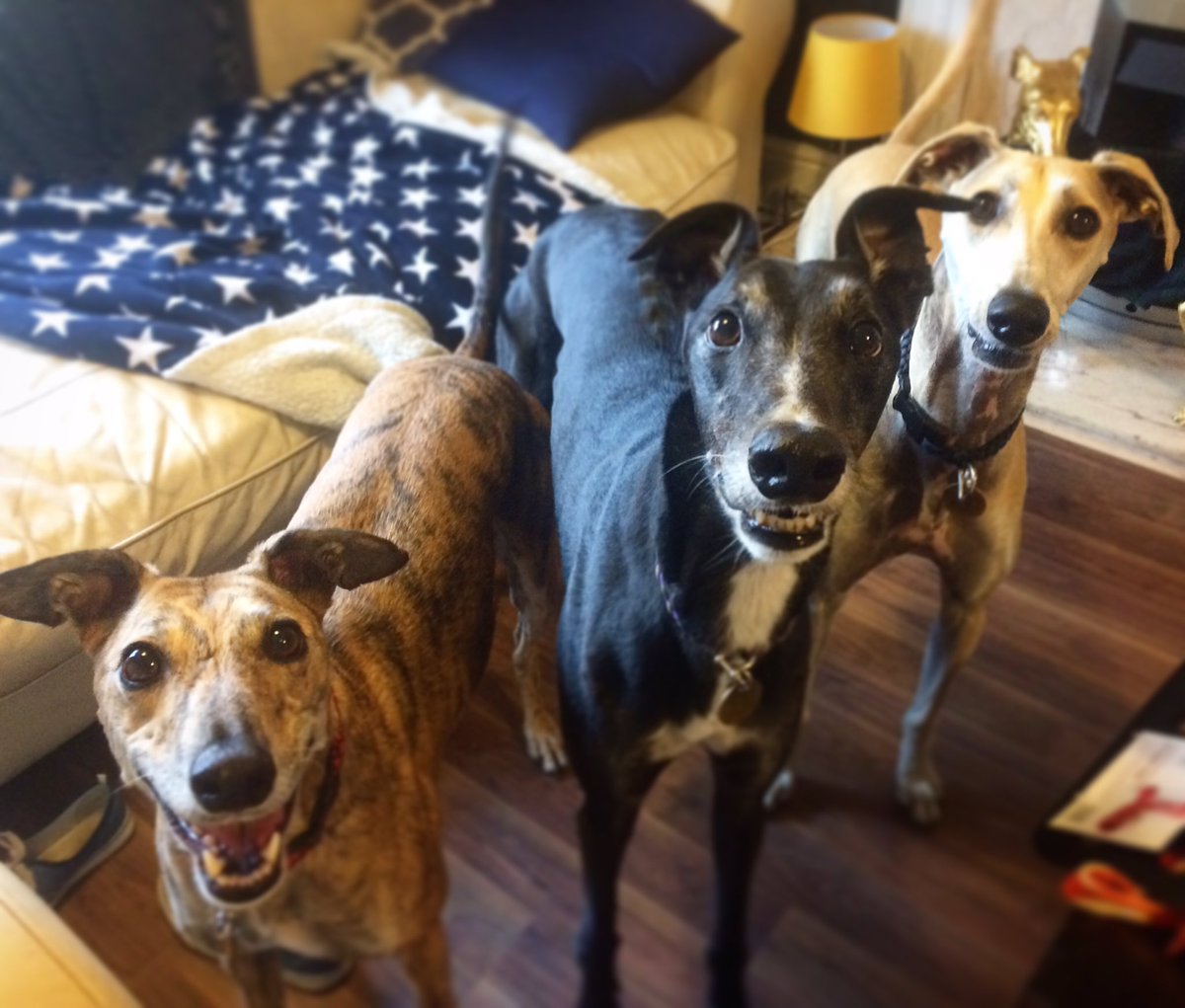 Freemakerhounds's tweet photo. Treats, you say...? We *might* be able to take them off your hands. For a price. https://t.co/9Ak7Qnj84v