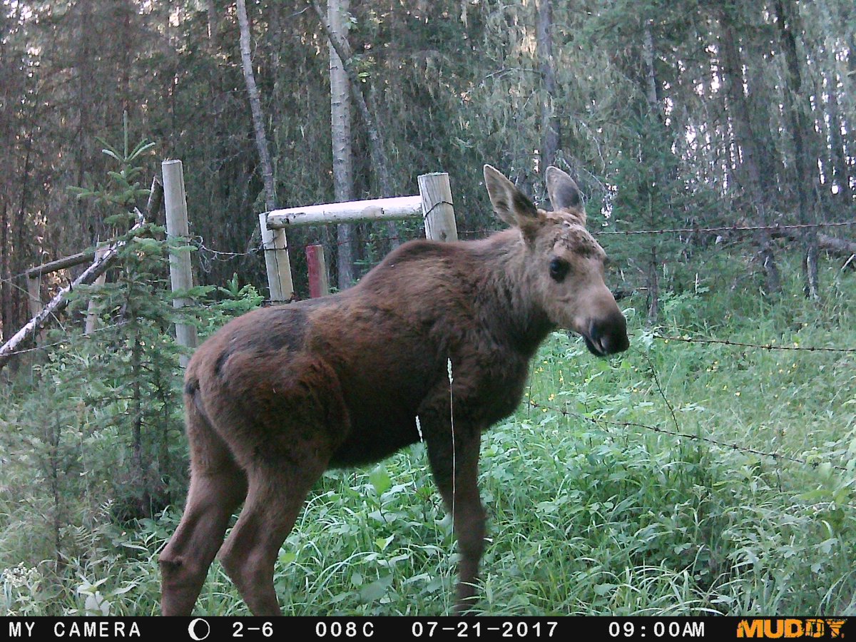 Tyler Dixon on Twitter: "I used to get lots of moose on ...