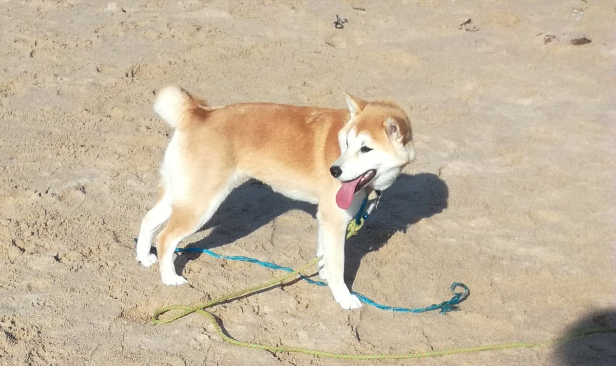 _margot_63's tweet photo. J'ai trouvé le sosie de Gimsy à la plage😍 il était trop mignon 😍#gimsy #teamdenitsa @DenitsaOff 💜❤ https://t.co/dIOOP5hJJf