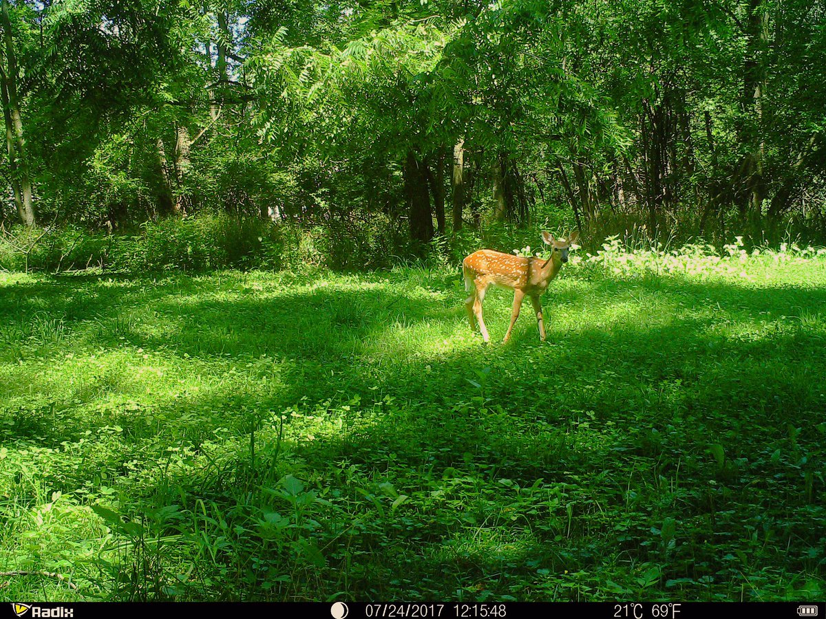 BreznikJ's tweet photo. The Radix Trail Cameras are super compact, easy to use & take great, clear pics! #rulethewild #radixtrailcameras https://t.co/EFmz9uYxtl