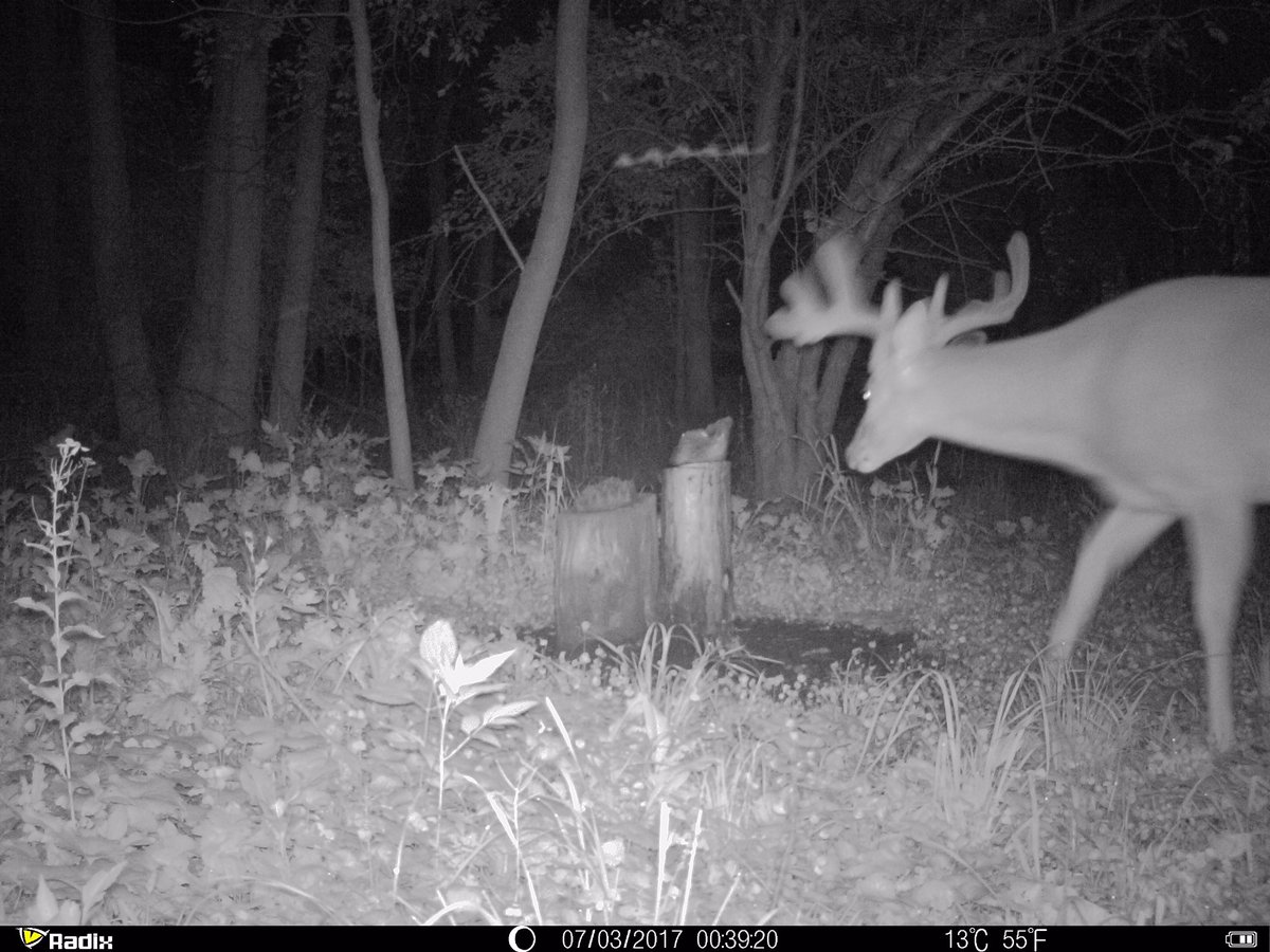 BreznikJ's tweet photo. The Radix Trail Cameras are super compact, easy to use & take great, clear pics! #rulethewild #radixtrailcameras https://t.co/EFmz9uYxtl