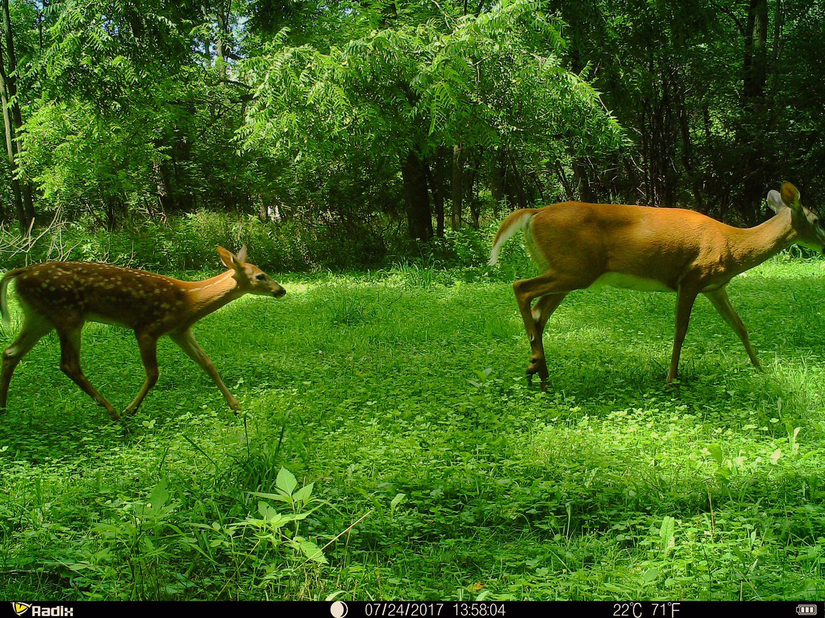 BreznikJ's tweet photo. The Radix Trail Cameras are super compact, easy to use & take great, clear pics! #rulethewild #radixtrailcameras https://t.co/EFmz9uYxtl