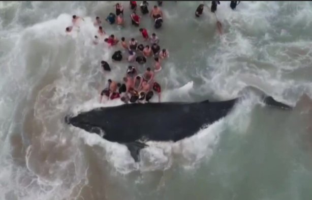 CNNEE's tweet photo. Mira la intensa lucha de los turistas por rescatar una ballena ecuatoriana
https://t.co/DE0gU7yx5r https://t.co/aWAGgO1YWZ