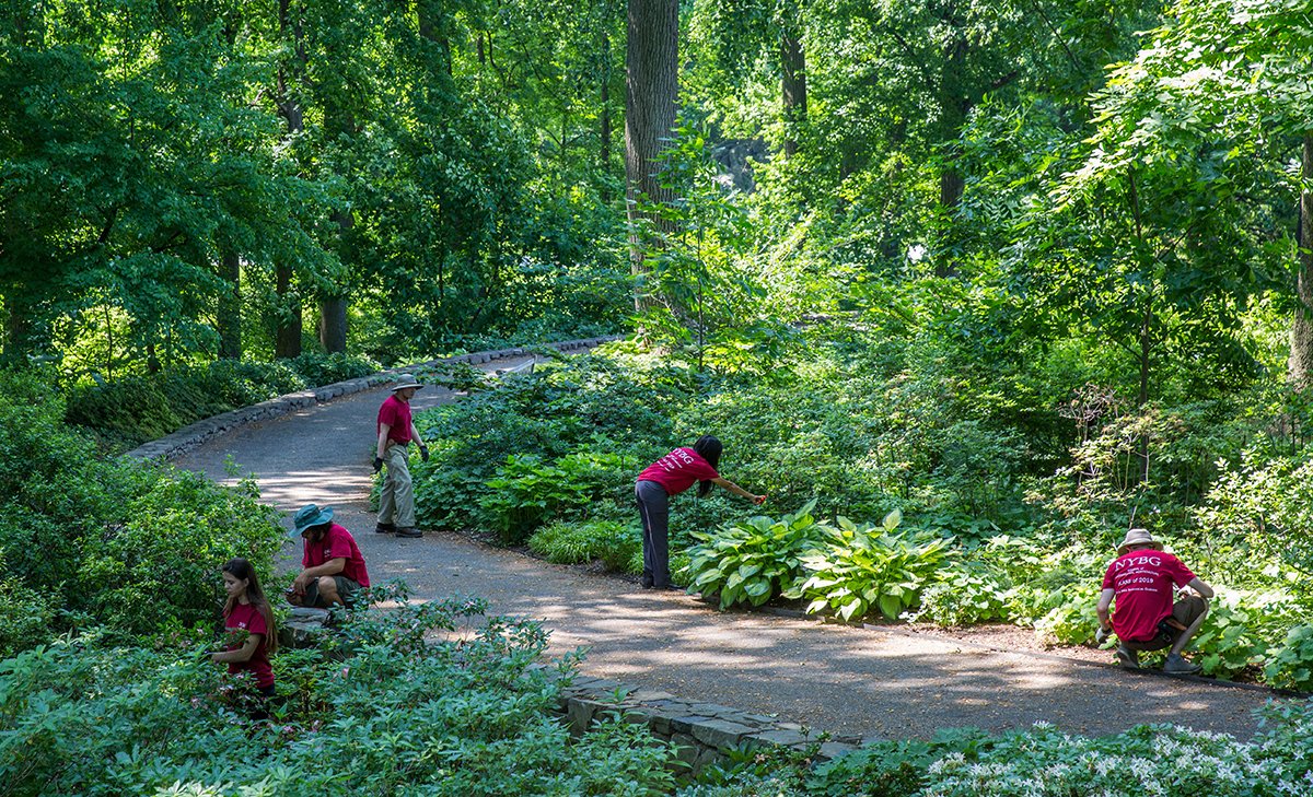 New York Botanical Garden On Twitter Our Soph A 2 Year Program