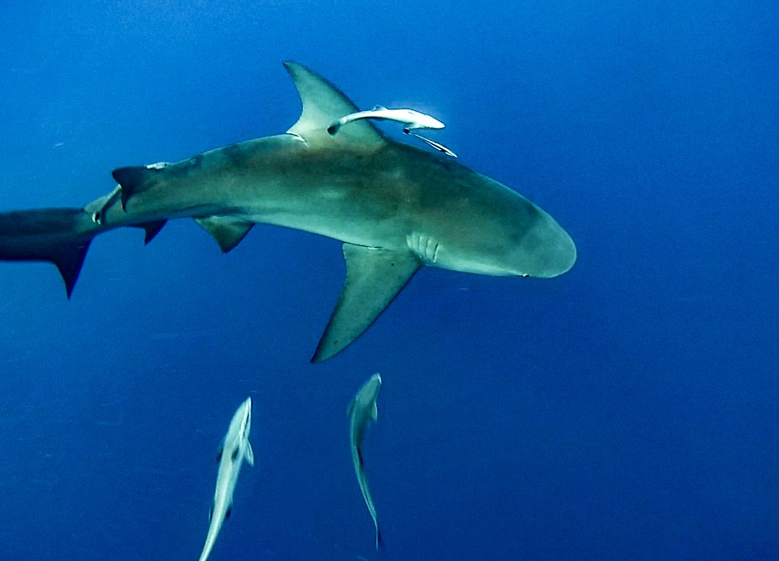 SteveDiossy's tweet photo. Nothing gets you in the Spirit of Shark Week more than Free Diving with Bull sharks off the Coast of Florida
#Sharkweek #Ofishulz #Bullshark https://t.co/uC7yqOFYYv