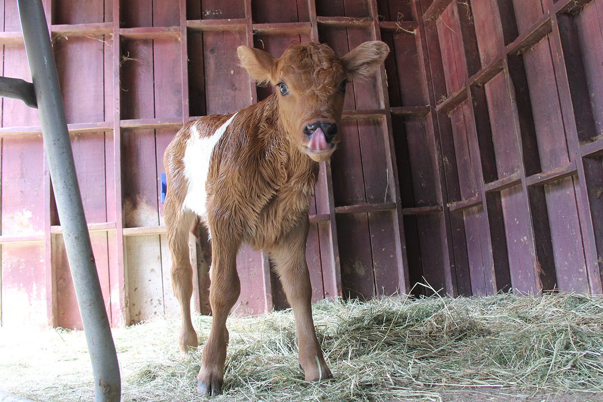 Meet Clover, the newborn calf at Happy Rolph's Animal Farm