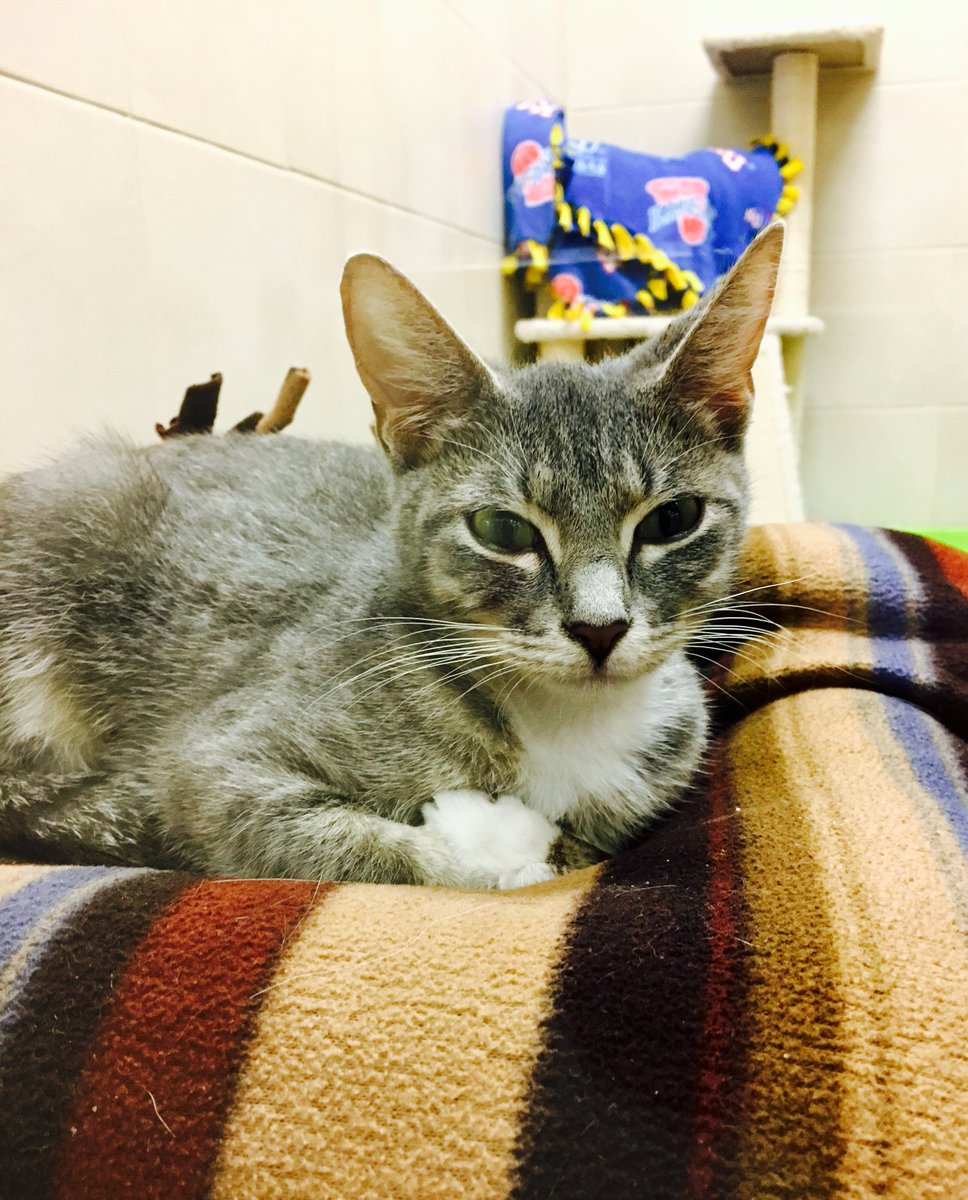 Meet Whitney! A 1 yr old, spayed female, short hair grey tabby available for #Adoption! This friendly gal could be your new cuddle buddy!