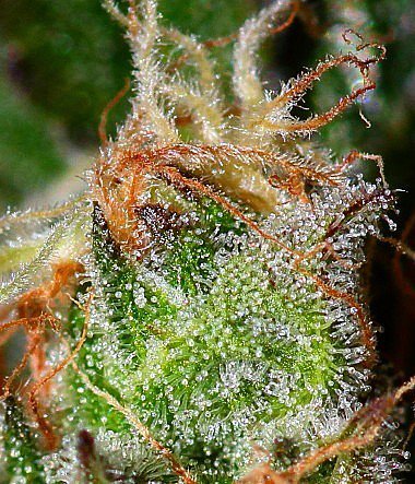 mrniceseedbank's tweet photo. #Earlyqueen 🌱🔎🔬
.
A winner of ❤ for its economic quick returns and practicality. A full flavored product to be enjoyed wholeheartedly
.
#ca… https://t.co/O6ee21xd4I