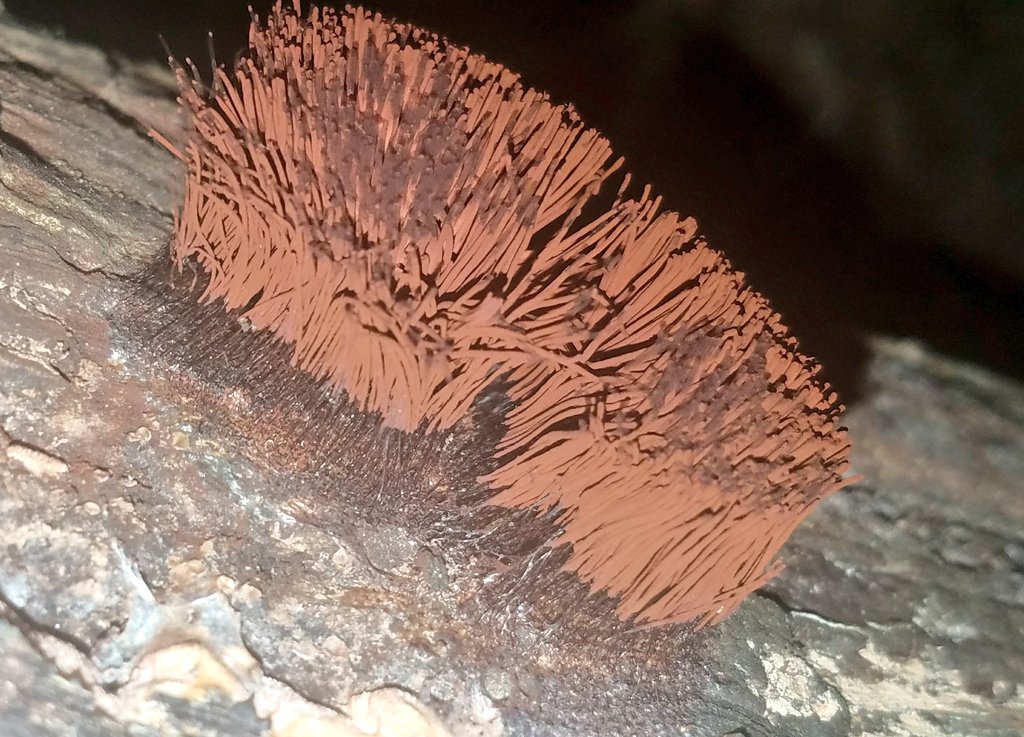 sporgasm's tweet photo. Chocolate tube slime mold, stemonitis splendens. https://t.co/tY8YBBlF6p