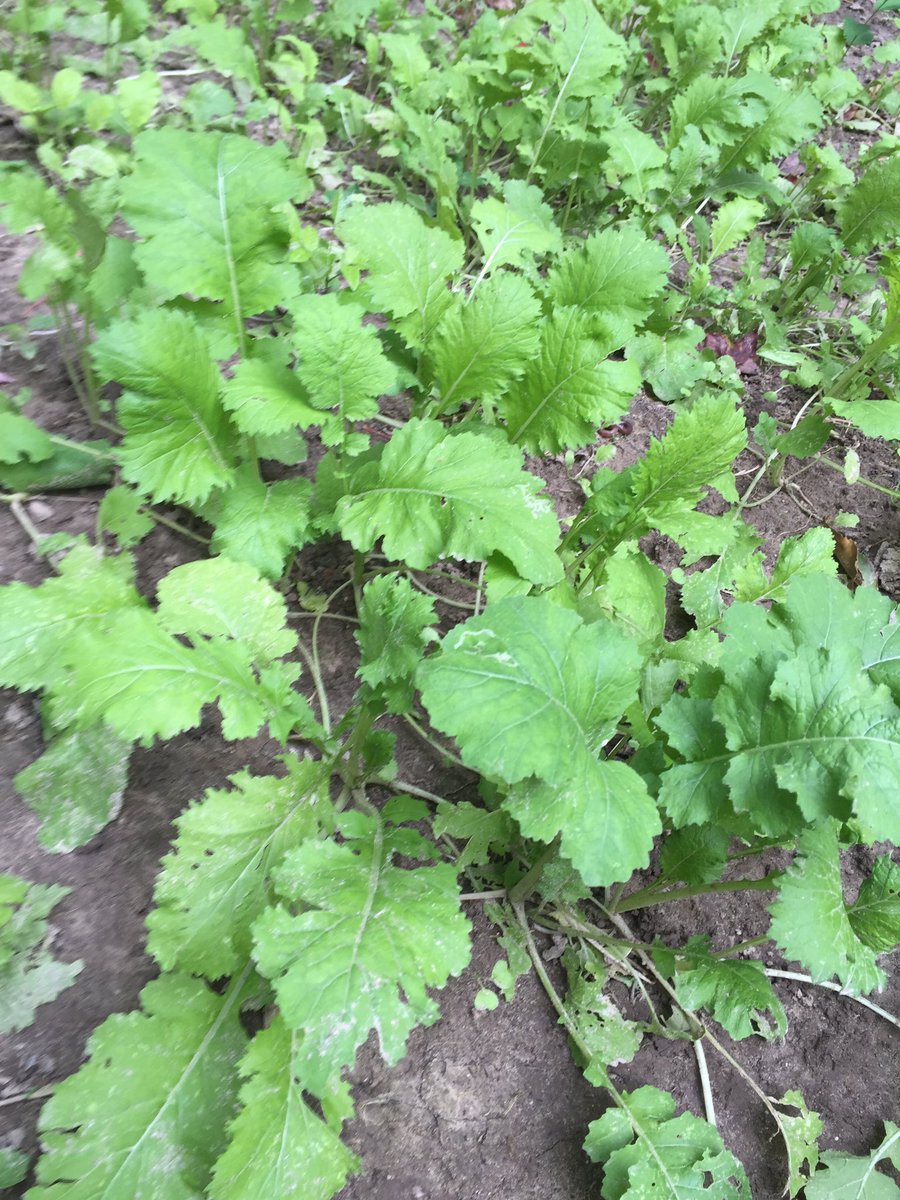 It's end Of July , if you haven't Year, better get your Fall plots planned out. It's all about the huge amounts of "Fall Forage"<a href="/rdstevens20/">Randall Stevens</a>