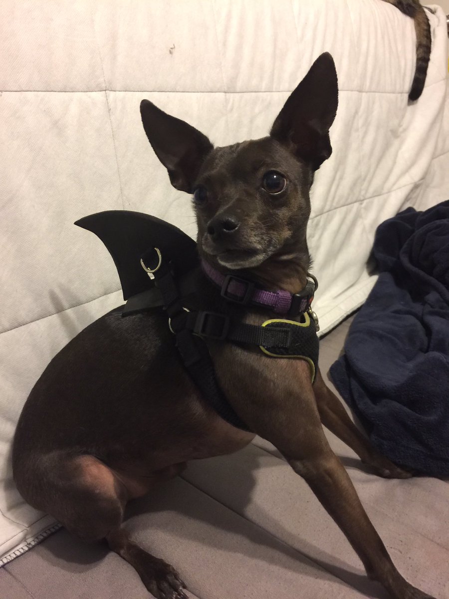 CoffeeOutlaws's tweet photo. @dog_rates #BarkWeek terrifyingly adorable Clark the Shark https://t.co/W6bSdnLflI