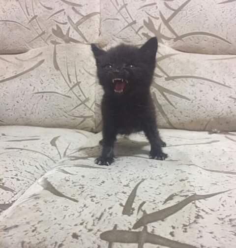 Catslovers28's tweet photo. Vampire https://t.co/zQTK57BBGL
