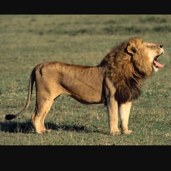 FCLionsFootball's tweet photo. Great first day on the grass for the 1st heat acclamation practice. A great group of guys!  #AllLionsOneHeart #One #Pride https://t.co/IPWAuOMwrB