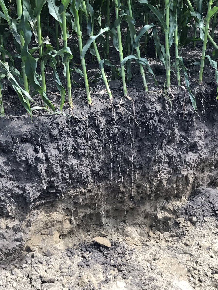 JeremySafranski's tweet photo. Great look to 8330 Allegiant and aventine complete #allegiantseed #aventinecomplete thank you to @AustinSundeen https://t.co/GSXqa2KFF0