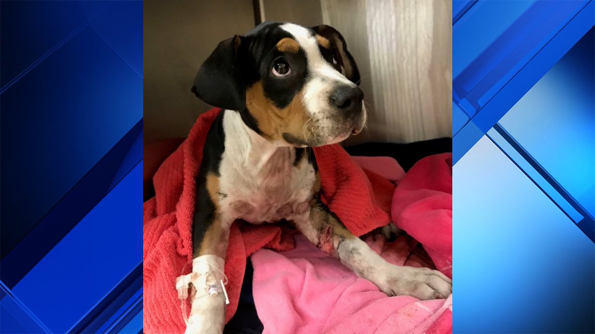 Puppy abandoned after dog attack; donations needed for medical bills bit.ly/2v5P8bR https://t.co/MomJcUMPzd