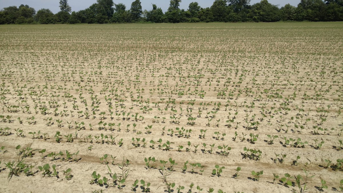 integrityprecag's tweet photo. @AgLeaderTech SureDrives and RXR Downforce. Soybeans Planted at 9 mph. Customer was very happy with seed spacing! #yieldevolution #plant17 https://t.co/ZNmlles6rr